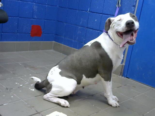 Josaphena - American Pit Bull Terrier