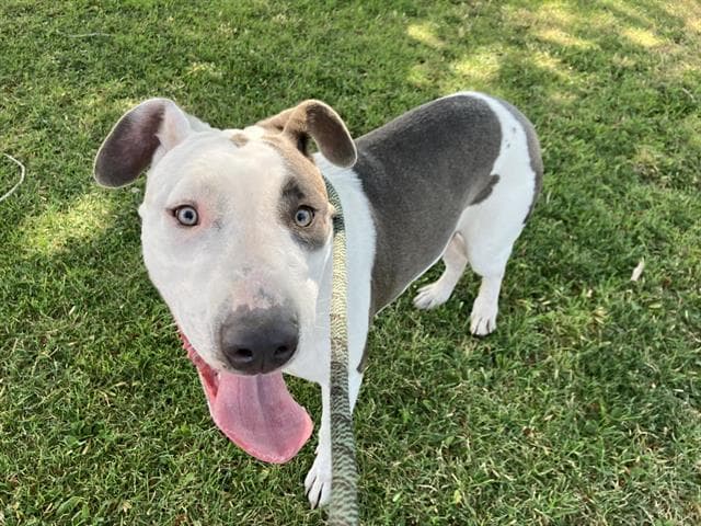 Josaphena - American Pit Bull Terrier