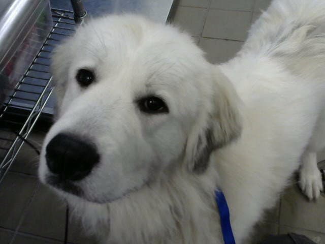 Missy - Great Pyrenees