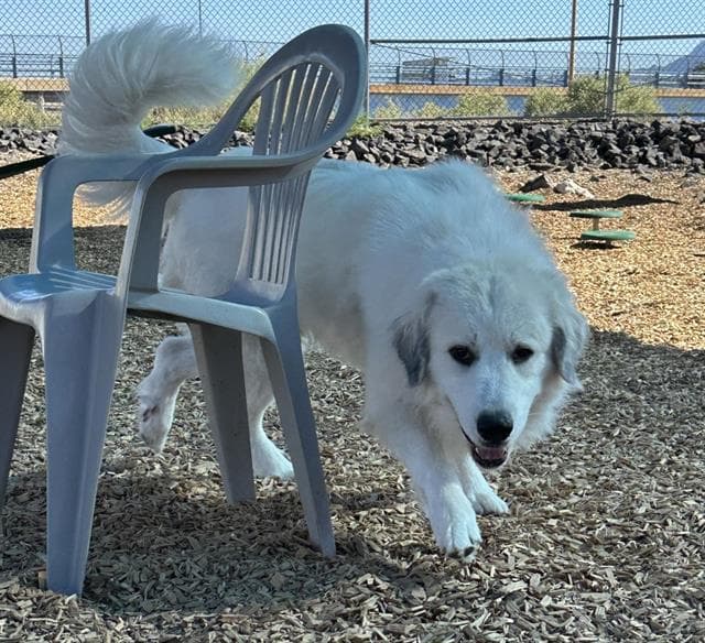 Missy - Great Pyrenees