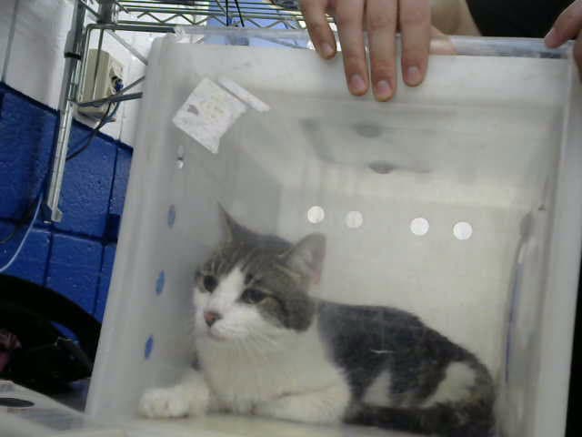 Franca - Domestic Short Hair