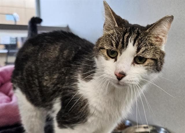 Franca - Domestic Short Hair