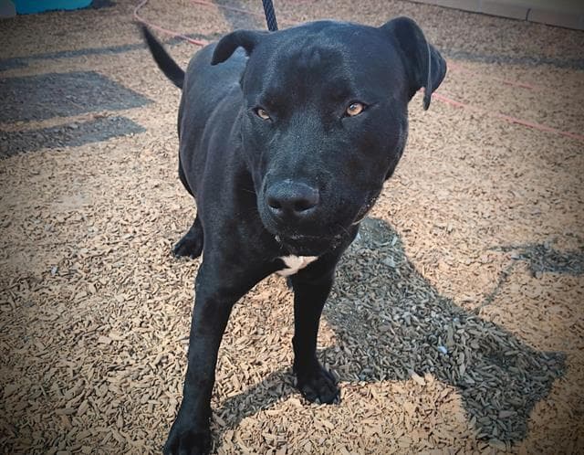 Ducky - American Pit Bull Terrier