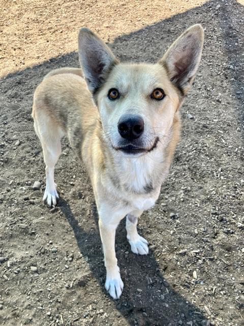 Leah - German Shepherd Dog