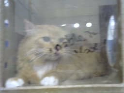 Klaus image 1