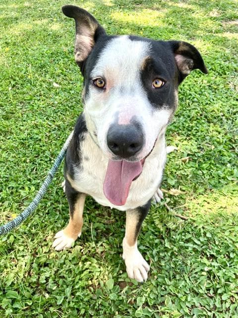 Mikey - Pit Bull Terrier