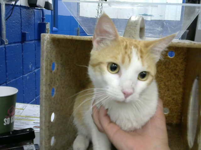 Jerry - Domestic Short Hair