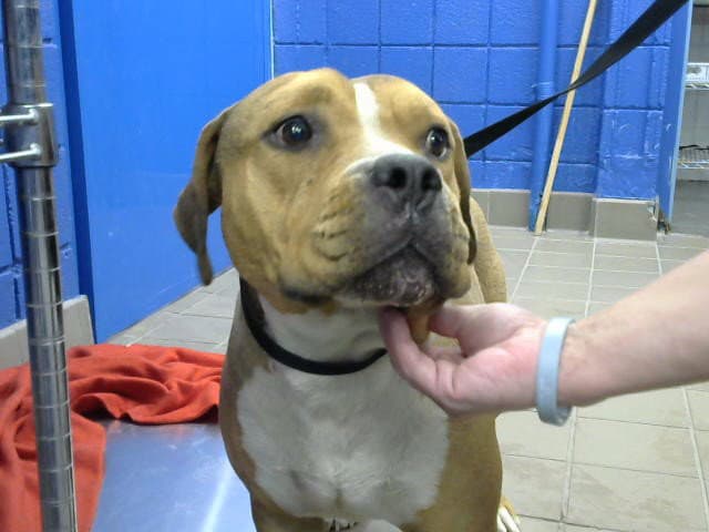 Baby Boy - American Pit Bull Terrier