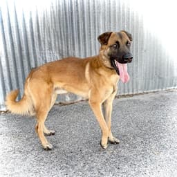 Sammy image 1