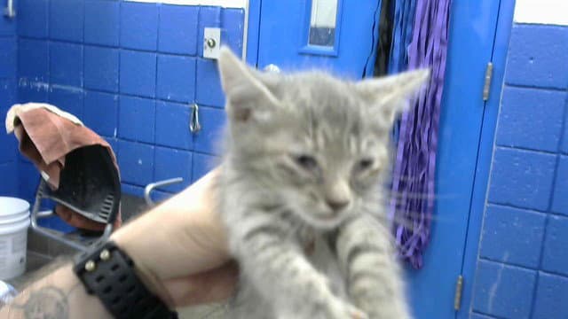 Yellow - Domestic Short Hair