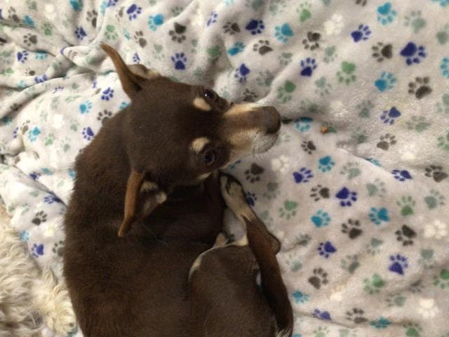 Honey - Chihuahua