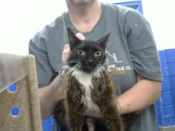 Molly image 1