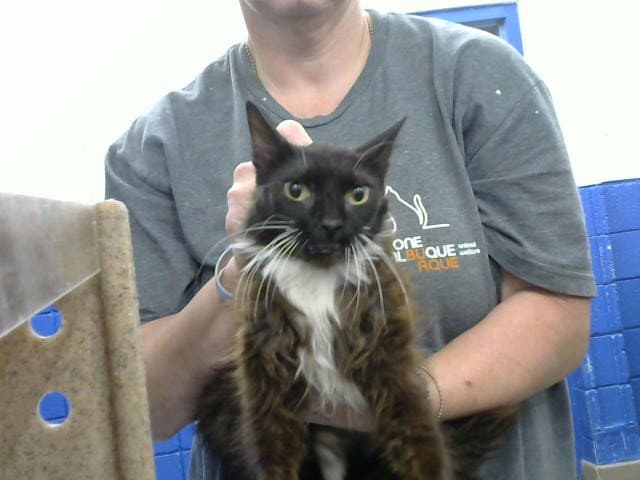 Molly - Domestic Long Hair