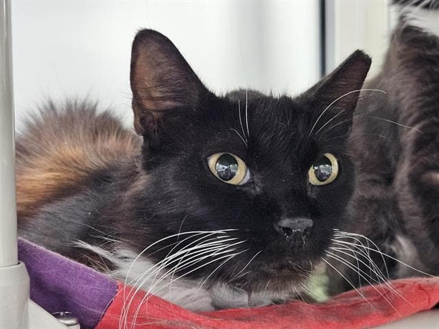 Molly - Domestic Long Hair