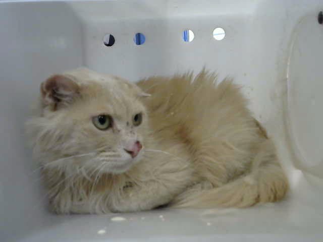 Izzo - Domestic Long Hair