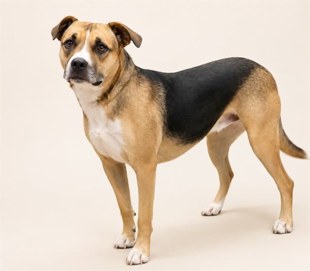 Paypaleto - German Shepherd Dog