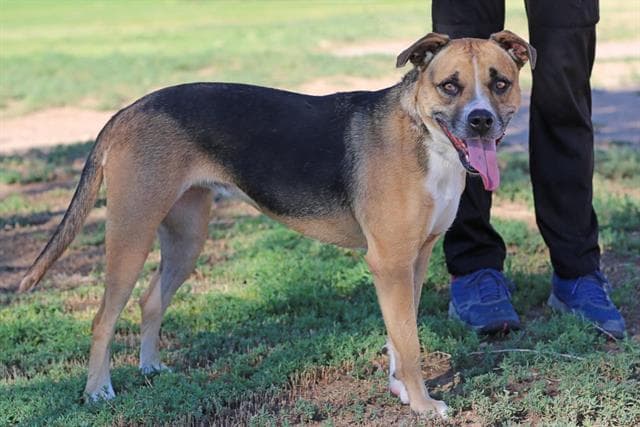 Paypaleto - German Shepherd Dog
