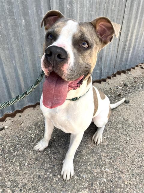 Cardenas - American Pit Bull Terrier