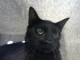 Tootsie image 1