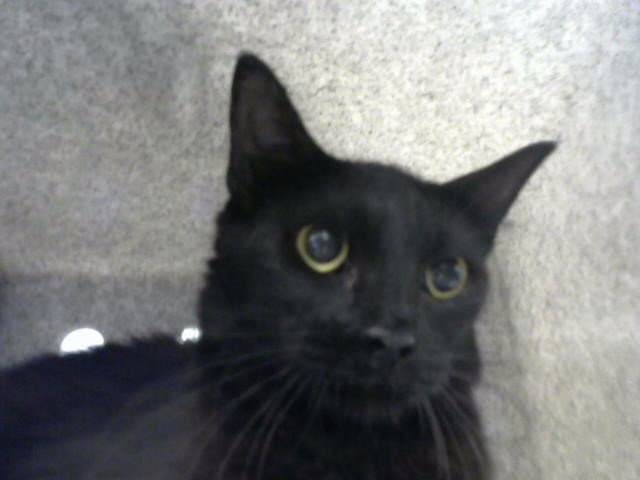 Tootsie - Domestic Long Hair