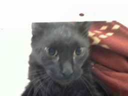 Toby image 1