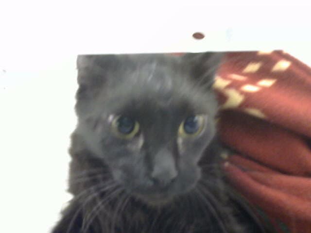 Toby - Domestic Long Hair