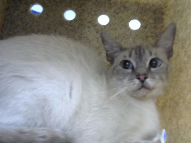 Lollie - Siamese