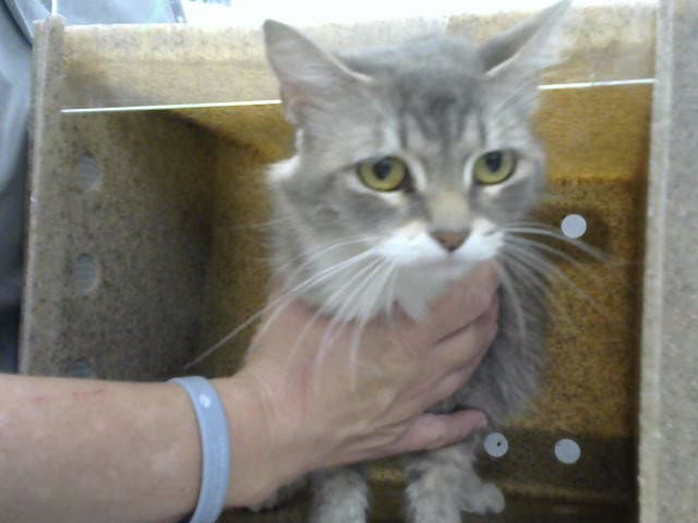 Hilly - Domestic Long Hair