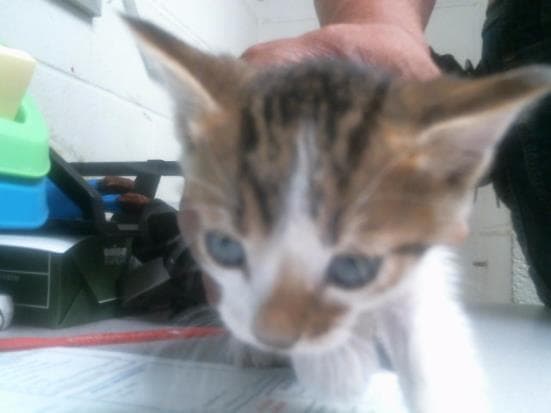 Shenron - Domestic Short Hair