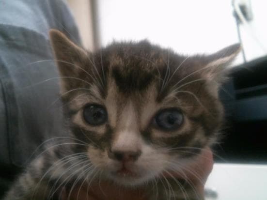 Ayla - Domestic Short Hair