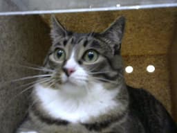 Ayla image 1