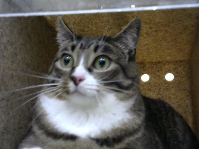 Ayla - Domestic Short Hair