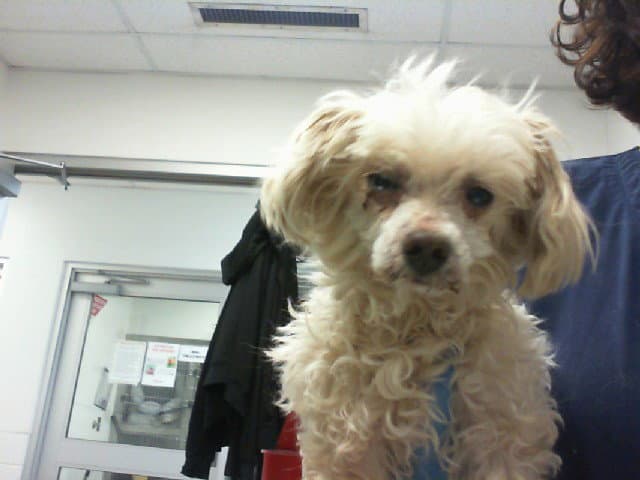 Honey - Poodle (Miniature)