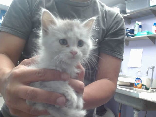 Hildegard - Domestic Medium Hair