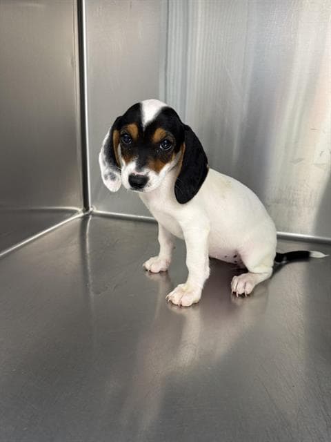 Sage - Beagle