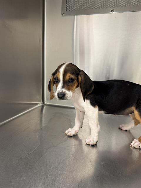 Uta - Beagle