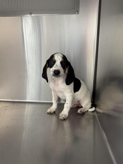 Silas - Beagle