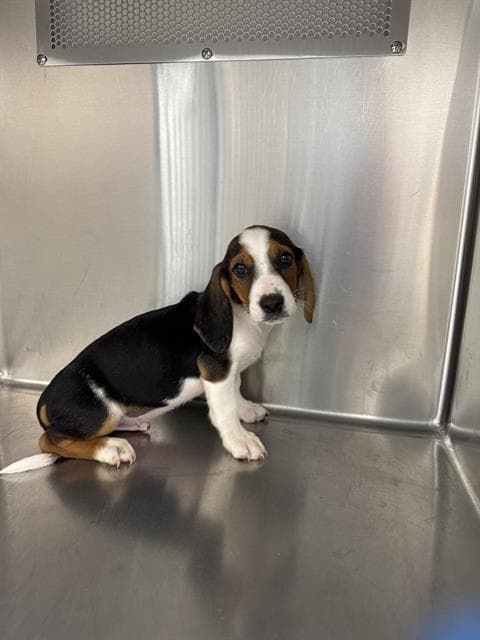 Orion - Beagle