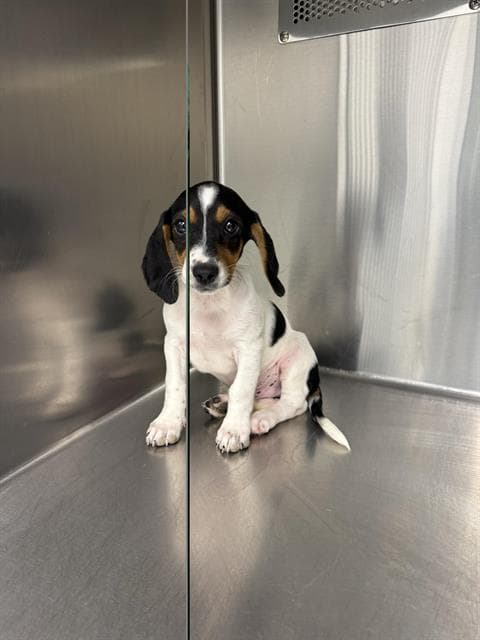 Aries - Beagle