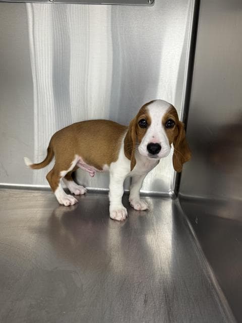 Falkor - Beagle