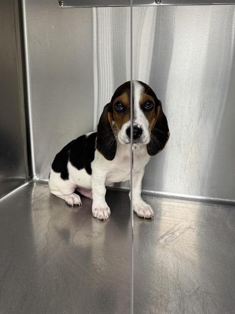 Turbo - Beagle
