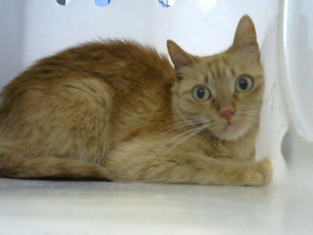 Ty Ty - Domestic Short Hair