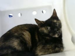 Peggy image 1