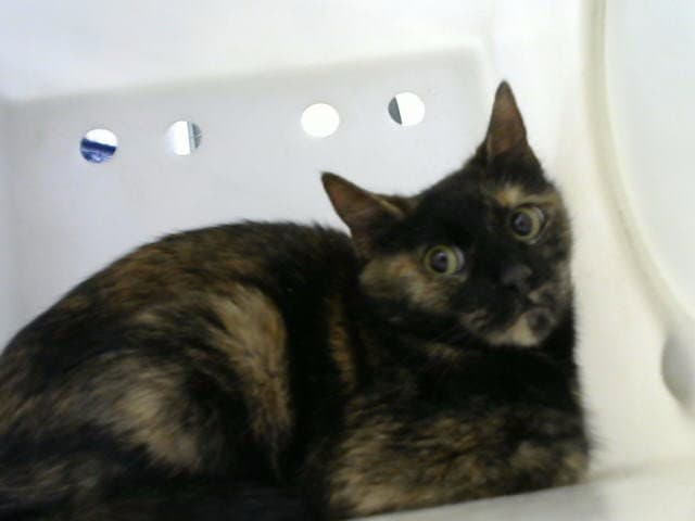 Peggy - Domestic Short Hair