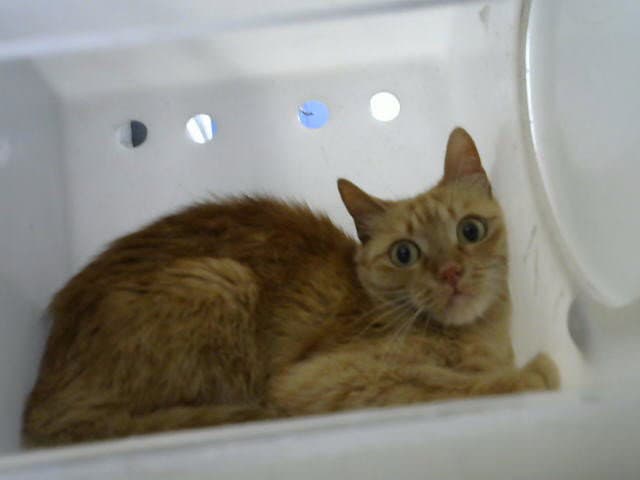 Sunny - Domestic Short Hair