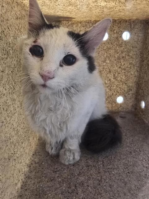 Rowan - Domestic Short Hair