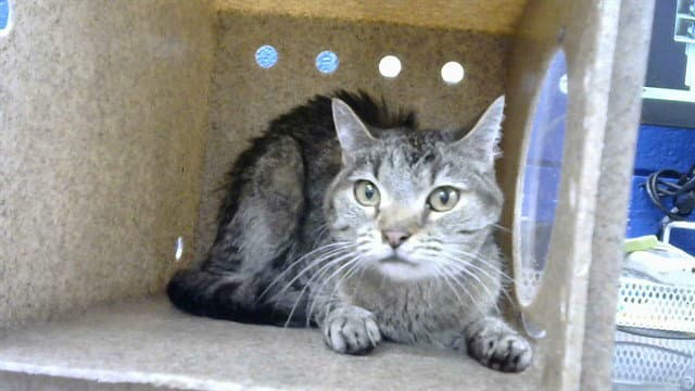 Valentine - Domestic Short Hair