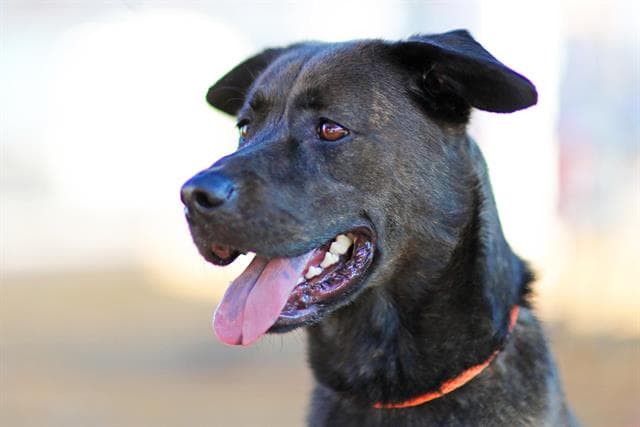 Toro - German Shepherd Dog