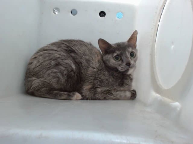 Tralala - Domestic Short Hair