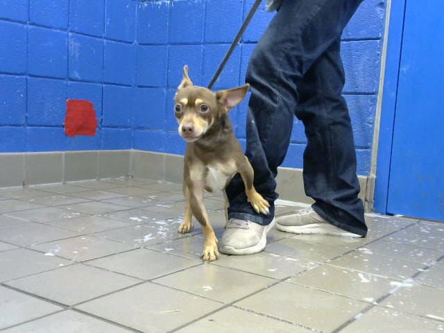 Bowman - Chihuahua